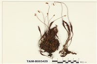 藏品(金髮苔屬)的圖片